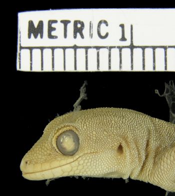 Media type: image;   Herpetology R-21914